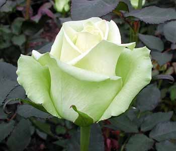 Роза "Jade"
